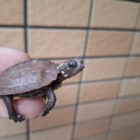 ハイナンスペングラーヤマガメ（25CB）