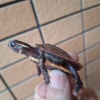 ハイナンスペングラーヤマガメ（25CB）