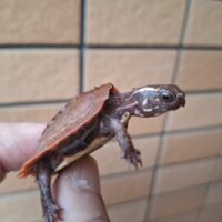 ハイナンスペングラーヤマガメ（25CB）多甲板