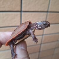 ハイナンスペングラーヤマガメ（25CB）多甲板