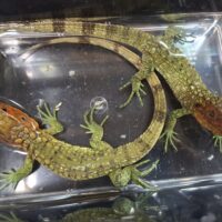 ギアナカイマントカゲ