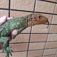 ギアナカイマントカゲ