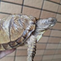 ミツユビハコガメ（甲長約10,5cm）多甲板（多分メス）