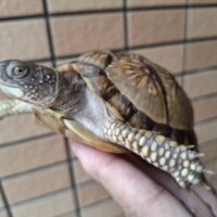 ミツユビハコガメ（甲長約10,5cm）多甲板（多分メス）