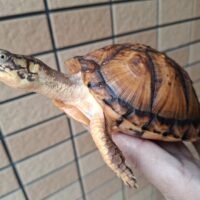 トウブハコガメ（甲長約12,5cm）メス