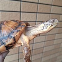 トウブハコガメ（甲長約12,5cm）メス