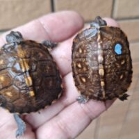 トウブハコガメ（25CB）イエロー血統 （咲ひかり餌付済）