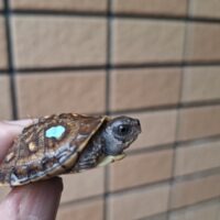 トウブハコガメ（25CB）イエロー血統 （咲ひかり餌付済）