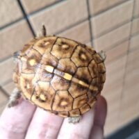 トウブハコガメ（25CB）約6cm イエロー血統 （咲ひかり餌付済）