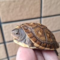 トウブハコガメ（25CB）約6cm イエロー血統 （咲ひかり餌付済）