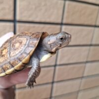 トウブハコガメ（25CB）約6cm イエロー血統 （咲ひかり餌付済）