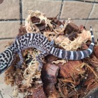 バワンリントカゲモドキ（アダルト）メス