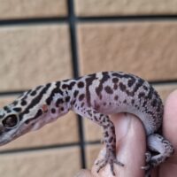 バワンリントカゲモドキ（アダルト）メス