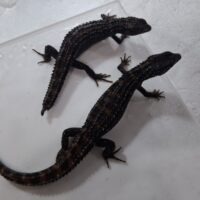 オニヒラオミズトカゲ（メイビーペア）メス再生尾