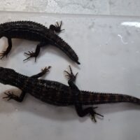 オニヒラオミズトカゲ（メイビーペア）メス再生尾