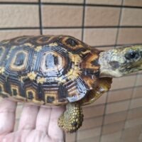 スピークセオレガメ（甲長約16cm）メス