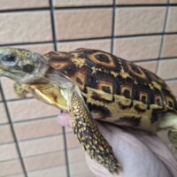 スピークセオレガメ（甲長約16cm）メス