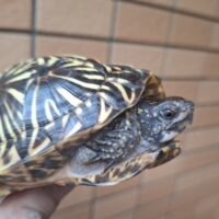 フロリダハコガメ（甲長約10,5cm）オス 23CB（片親WC）