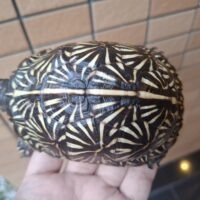 フロリダハコガメ（甲長約11cm）メス 23CB（片親WC）