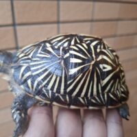 フロリダハコガメ（甲長約11cm）メス 23CB（片親WC）