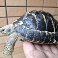 ヘルマンリクガメ（ブラック）甲長約11,5cm