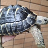 ヘルマンリクガメ（ブラック）甲長約11,5cm