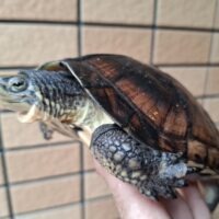 ベトナムミナミイシガメ（甲長約15,5cm）オス