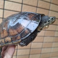 ベトナムミナミイシガメ（甲長約15,5cm）オス