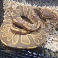 ボールパイソン（GHIウルトラメルhetパイ）25CB オス