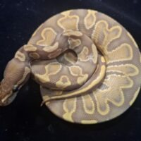 ボールパイソン（GHIウルトラメルhetパイ）25CB オス