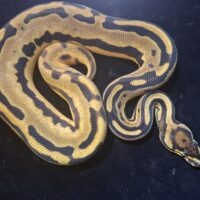 ボールパイソン（オレンジドリームイエローベリーレオパードhetパイ）25CB メス