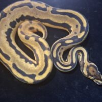 ボールパイソン（オレンジドリームイエローベリーレオパードhetパイ）25CB メス