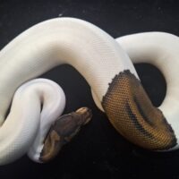 ボールパイソン（バンハートブラックパステルパイ）25CB 約400g メス