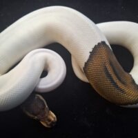 ボールパイソン（バンハートブラックパステルパイ）25CB 約400g メス