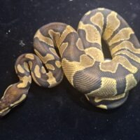 ボールパイソン（エンチチョコレートhetクラウン66%hetデザートゴースト）約300g オス