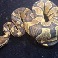 ボールパイソン（エンチチョコレートhetクラウン66%hetデザートゴースト）約300g オス