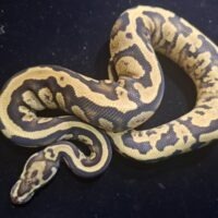 ボールパイソン（ファイアコンフュージョンhetゴースト66％hetクラウン）２５CB（700g）　オス