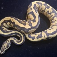 ボールパイソン（ファイアコンフュージョンhetゴースト66％hetクラウン）２５CB（700g）　オス