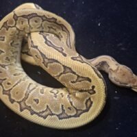 ボールパイソン（ピンストライプイエローベリーhetデザートゴースト66%hetクラウン,パイ）２５CB　オス