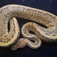 ボールパイソン（ピンストライプイエローベリーhetデザートゴースト66%hetクラウン,パイ）２５CB　オス