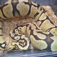 ボールパイソン（パステル ファイア/バニラ hetデザートゴースト）約2.1kg メス