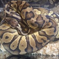 ボールパイソン（パステル アスファルト/イエローベリー）約1,6kg メス