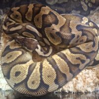 ボールパイソン（パステル アスファルト/イエローベリー）約1,6kg メス