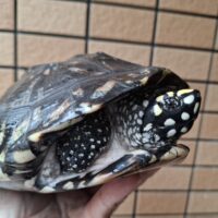 ハミルトンクサガメ（甲長約23cm）少甲板 オス（登録番号220-000020号/有効期限2027年1月11日まで）