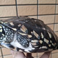 ハミルトンクサガメ（甲長約23cm）少甲板 オス（登録番号220-000020号/有効期限2027年1月11日まで）