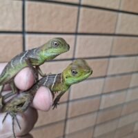 インドシナウォータードラゴン（25CB）