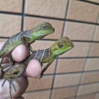 インドシナウォータードラゴン（25CB）