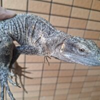 ブルーペクティナータトゲオイグアナ(約70cm)