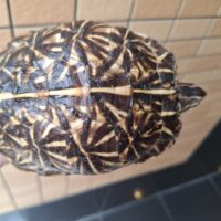 フロリダハコガメ(甲長約12cm)オス