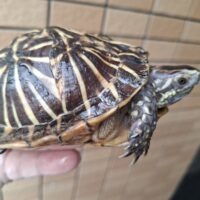 フロリダハコガメ(甲長約12cm)オス